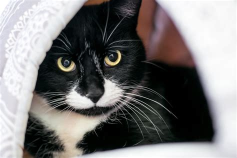 ashleecat|cat drags bed through house.